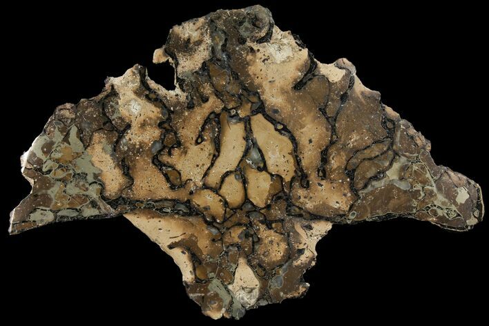 Pyritized, Polished Sauropod Bone - Isle Of Wight #131214